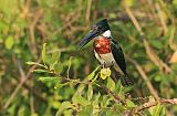 Amazon Kingfisher